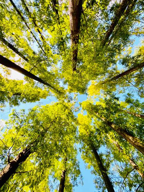 istock fir trees and the sky 2169663461