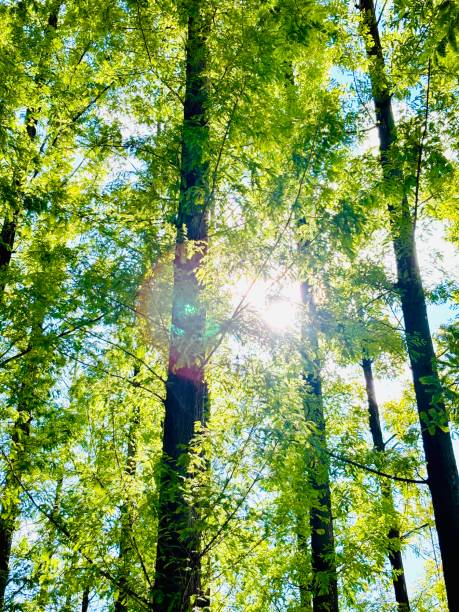 istock fir trees and the sky 2169663469