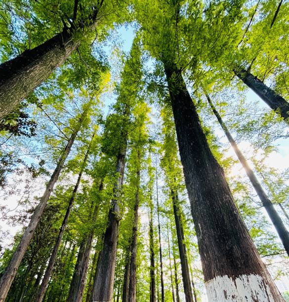 istock fir trees and the sky 2169663475