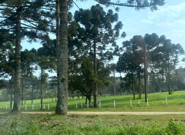 istock Santa Catarina landscape 2169664136
