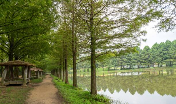 istock Damyang Metasequoia Land Tree-lined Road 2169664663