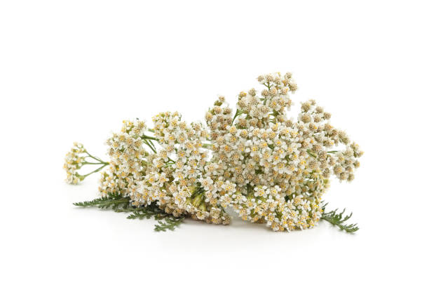 istock Yarrow flower with leaves. 2169665672
