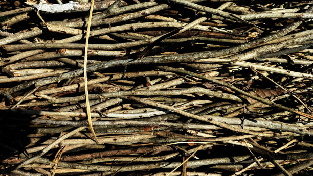 istock Pile of dry wood 2169665772