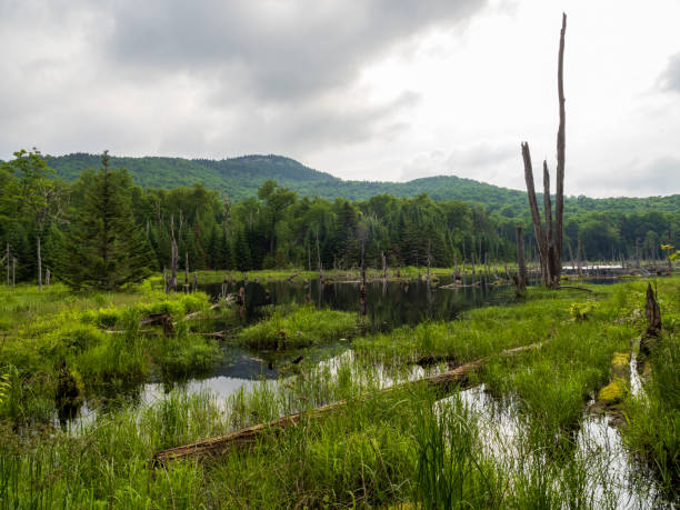 Stillness of a pond mirrors the surrounding tree trunks, capturing the essence of nature with reflections with Mount Van Hoevenberg in the background outside Lake Placid, New York.