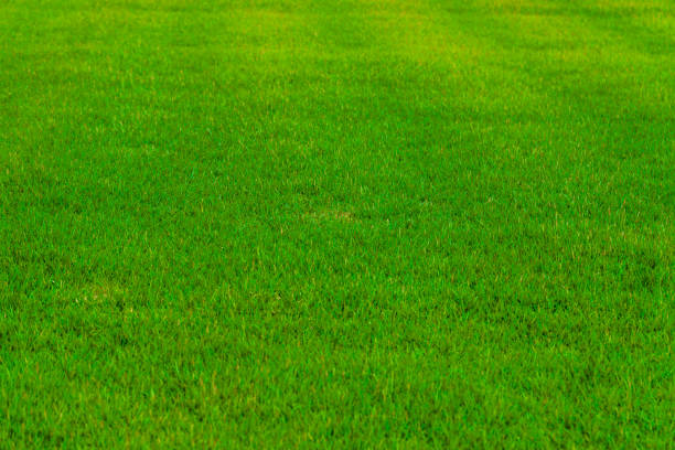 istock Lively grass on the sports field 2169667454