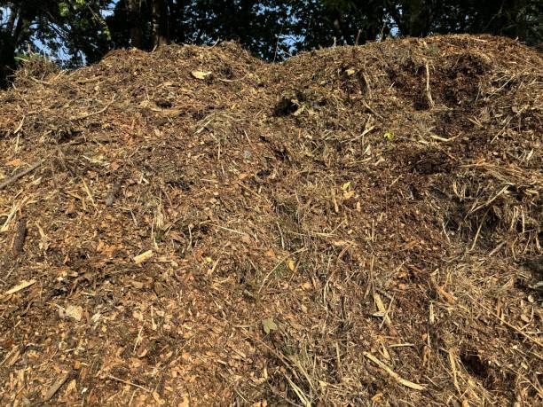 istock Pile of tree wood chips 2169667778
