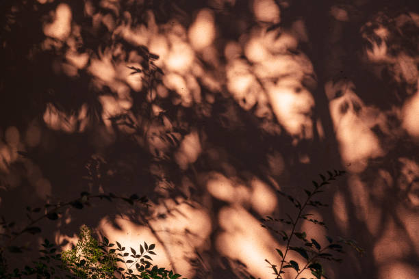 istock Close-up of mottled tree shadows on a red wall on a sunny day 2169667871