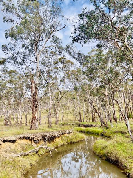 Vertical landscape photo of green grass, a small creek and Eucalyptus trees, some with fire-blackened trunks, growing in scrub forest near Armidale, New England high country, NSW in Autumn.