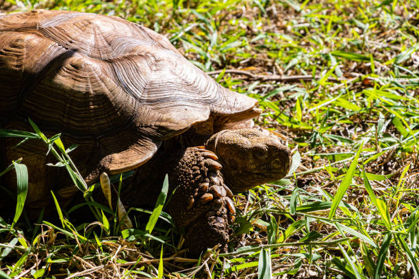 Giant Tortoise at The Mahaulepu Cave Reserve, Poipu, Kauai, Hawaii, USA