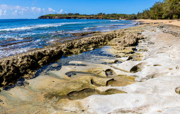 istock Exposed  Coral Reef on Mahaulepu Beach 2169670163