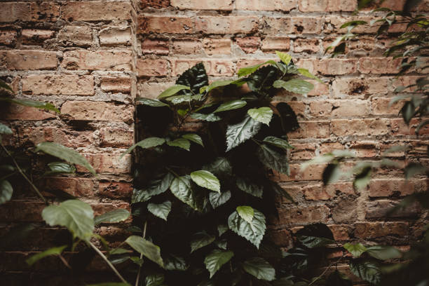 Indoor ivy plant crawling up brick wall with copy space