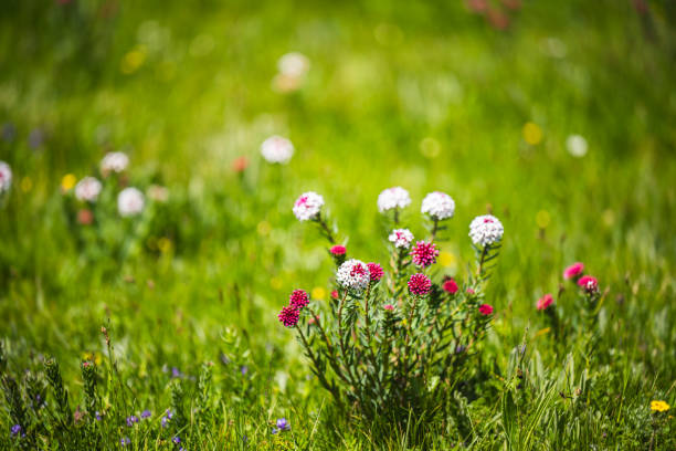 In summer, wolfsbane flowers bloom on the grassland