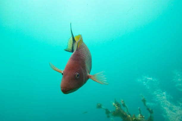 Parrot Fish in Milford Sound - New Zealand
