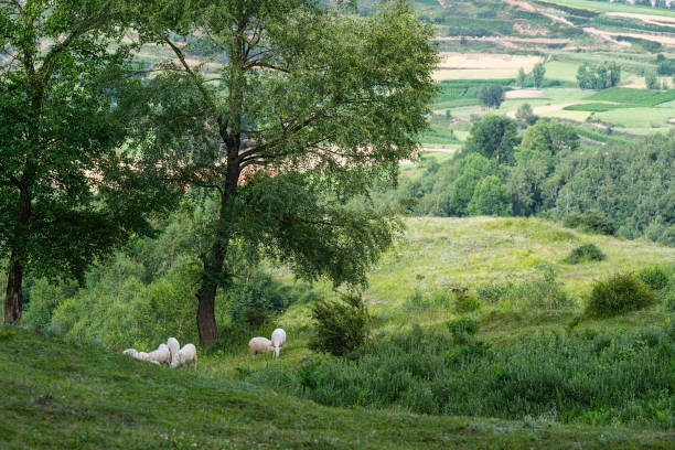 Sheep grazing in a Heathland landscape during a summer day in the Veluwe nature reserve at the Renderklippen and Dellen area near Heerde in the North of the Veluwe in Gelderland.