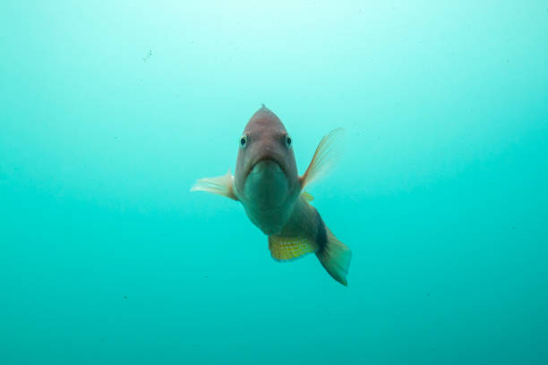 istock Parrot Fish in Milford Sound Underwater Observatory 2169672332