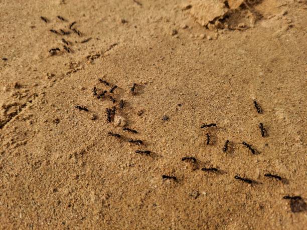 istock Driver ants, also known as army ants, are aggressive, nomadic insects known for their large colonies and voracious appetite. They travel in massive swarms, preying on insects and small animals, and their relentless foraging can devastate ecosystems. 2169673129