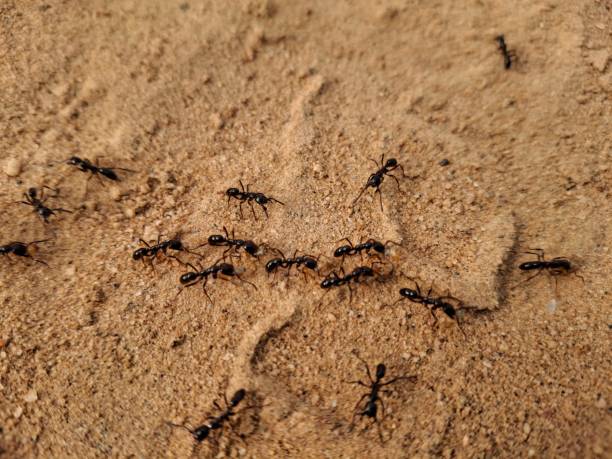 istock Driver ants, also known as army ants, are aggressive, nomadic insects known for their large colonies and voracious appetite. They travel in massive swarms, preying on insects and small animals, and their relentless foraging can devastate ecosystems. 2169673154