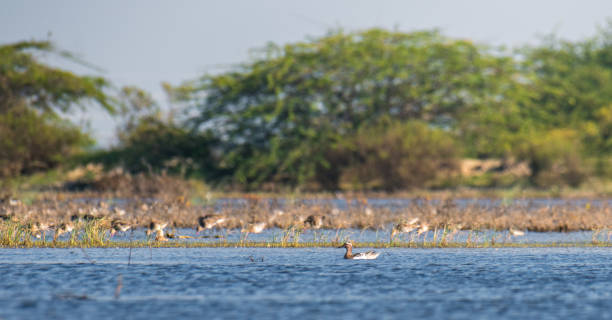 istock Lone Garganey duck calmly floating in the lagoon waters at Mannar, Sri Lanka. 2169673733