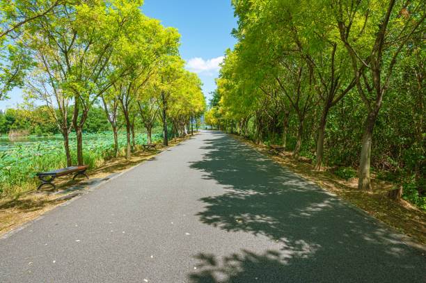 Alley with shady trees in the summer park