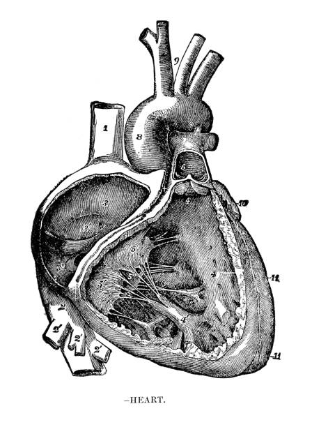 istock The heart - Anatomy human print 1887 2169674225
