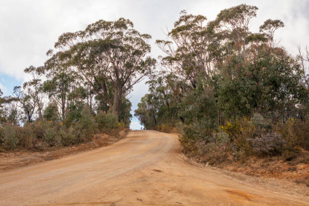 istock A remote dirt track running through a forest of gum trees 2169675406
