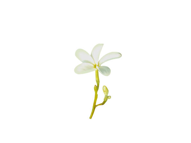 Holarrhena antidysenterica or Kurchi flowers on white background