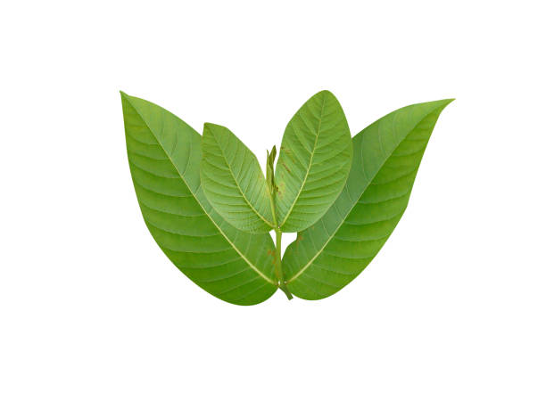 istock Holarrhena antidysenterica or Kurchi leaves 2169677633