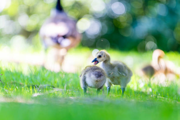 Canada Goose Baby Fighting