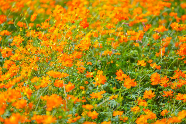 istock Beautiful cosmos are blooming at Chiba. 2169681199