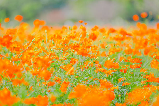Beautiful cosmos are blooming at Chiba.