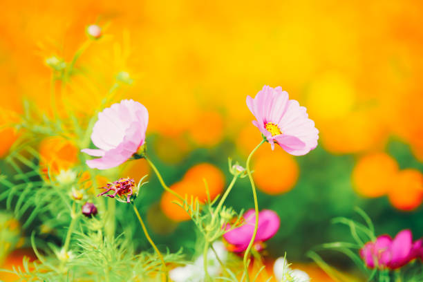 Beautiful cosmos are blooming at Chiba.