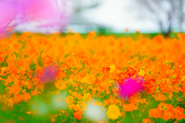 Beautiful cosmos are blooming at Chiba.