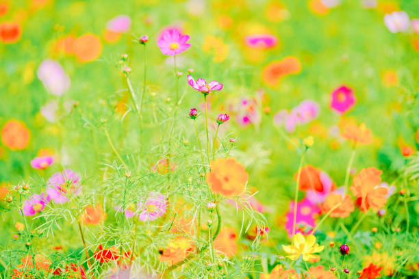 istock Beautiful cosmos are blooming at Chiba. 2169681285