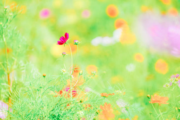 istock Beautiful cosmos are blooming at Chiba. 2169681326