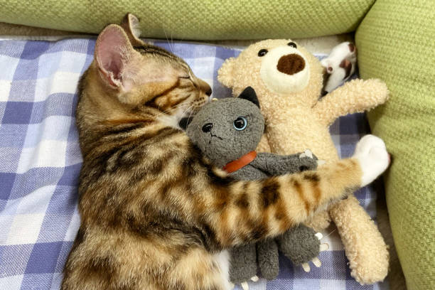 istock sleeping cat with a doll. black kitten snoozing comfortably hug teddy bear on fur white carpet. Little Cat sleep on cozy blanket hugs toy. Baby kitten sweet dreams. 2169681401