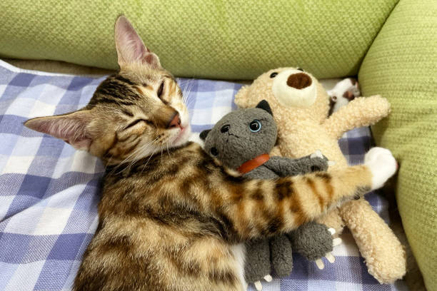 istock sleeping cat with a doll. black kitten snoozing comfortably hug teddy bear on fur white carpet. Little Cat sleep on cozy blanket hugs toy. Baby kitten sweet dreams. 2169681406