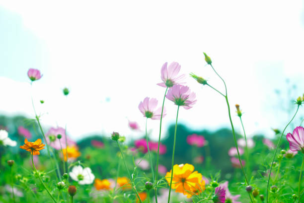 istock Beautiful cosmos are blooming at Chiba. 2169681477