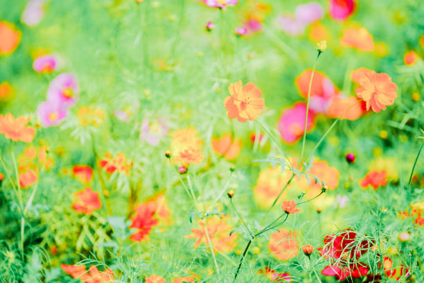 Beautiful cosmos are blooming at Chiba.