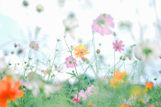 istock Beautiful cosmos are blooming at Chiba. 2169681518
