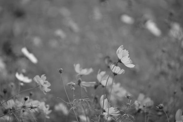 istock Beautiful cosmos are blooming at Chiba. 2169681632