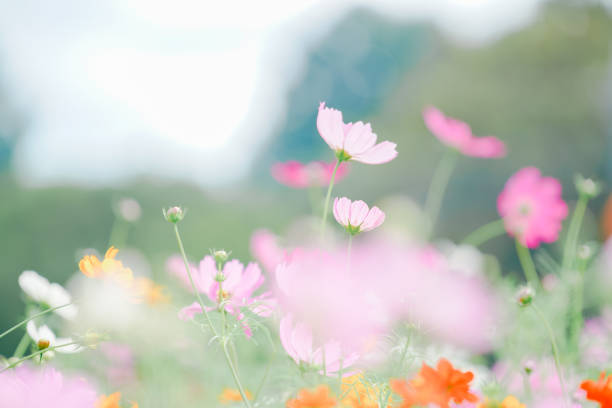 istock Beautiful cosmos are blooming at Chiba. 2169681634