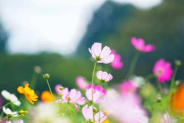 istock Beautiful cosmos are blooming at Chiba. 2169681636