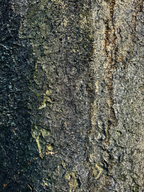 istock Close-up of tree surface, street tree 2169682485