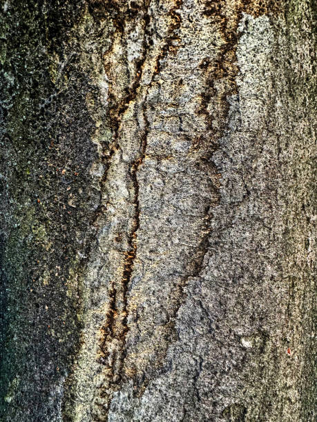Close-up of tree surface, street tree