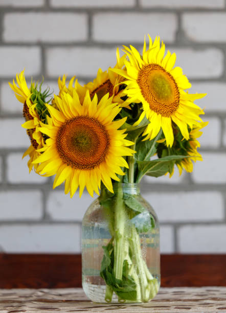 istock Sunflowers against a brick wall 2169682639
