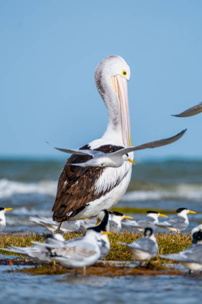 istock Pelican with Crested Tern and Cormorant with water background 2169682829