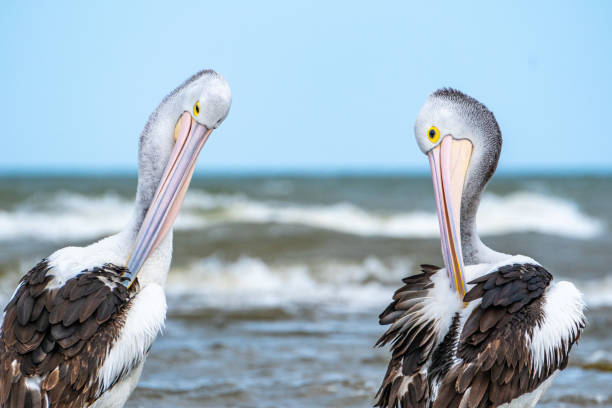 istock Pelicans at the seaside 2169684040