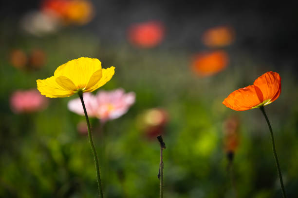 Californian poppy