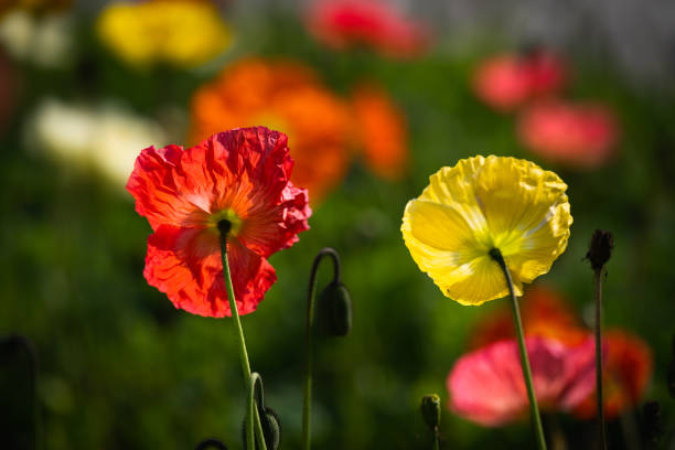 the yellow Iceland poppy, boreal flowering plant.