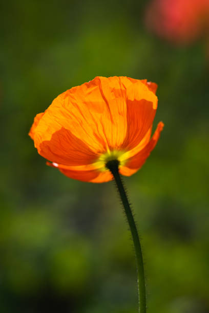 Poppies blooming in the park in spring